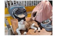 Adoptat