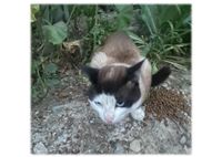 Trobat al carrer